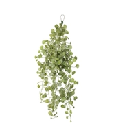 Eucalyptus hengeplante