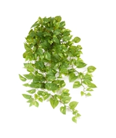 Gullranke, 100 cm