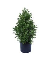 Buksbom 90cm