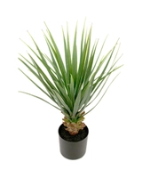 Yucca, 58 cm
