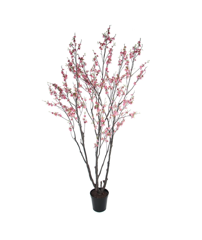 Kirsebærblomst 240 cm