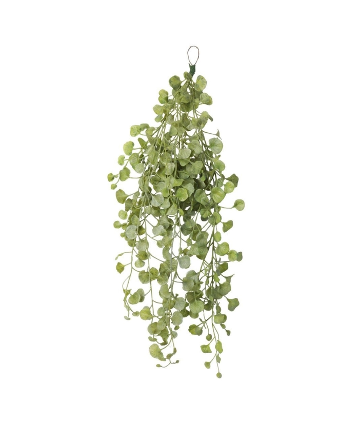 Eucalyptus hengeplante