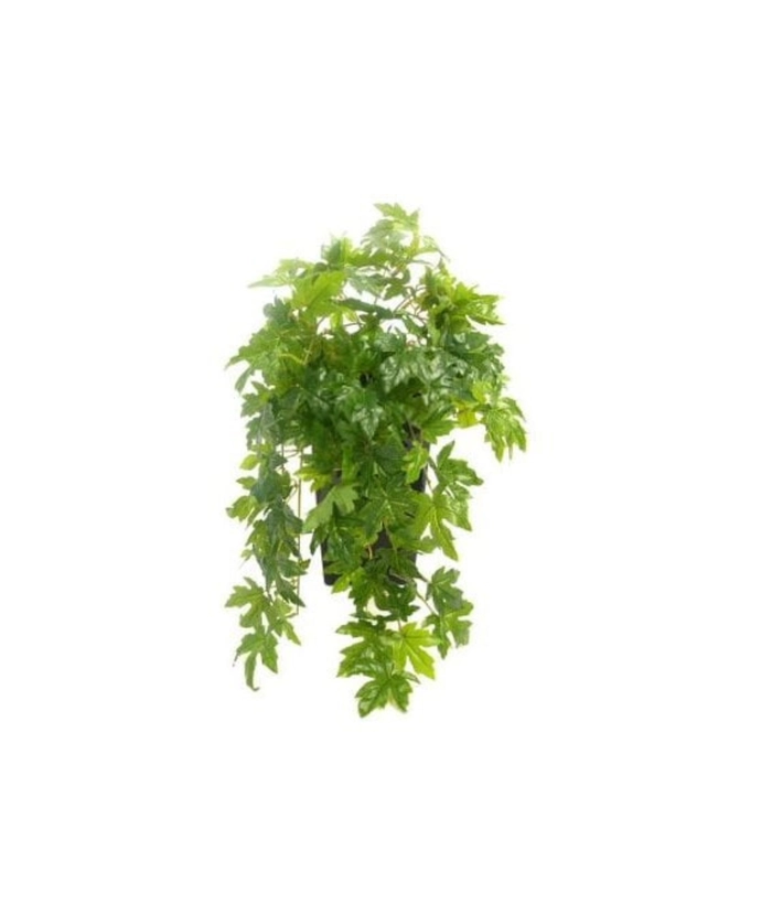 Grønn lønn hengeplante