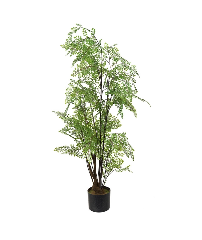 Adiantum 110 cm
