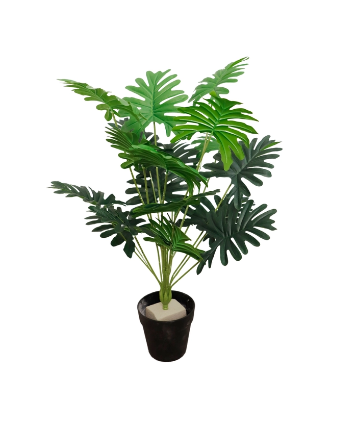 Mini Taro, 40cm m/sort potte