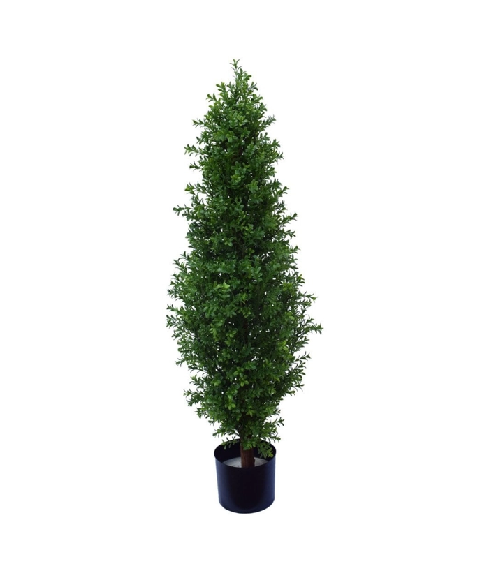 Buksbom 120cm