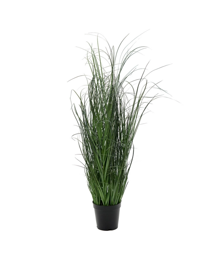 Gress, mørk, bred, 80 cm