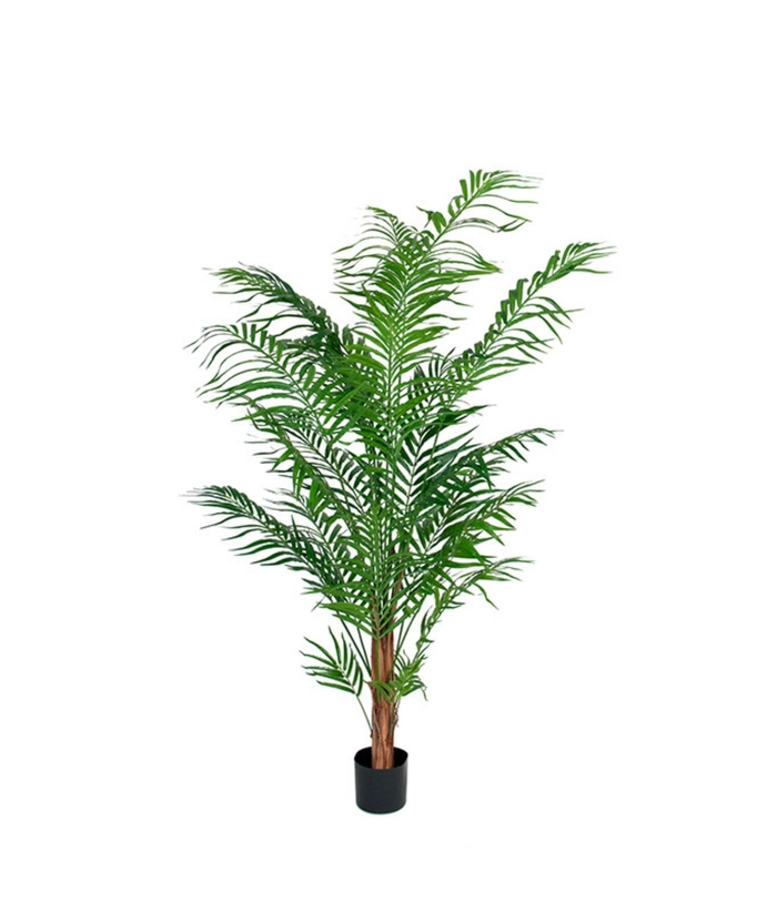Areca palme, 120 cm