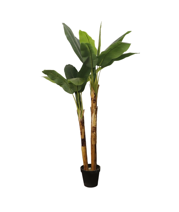 Banantre, 200cm m/sort potte