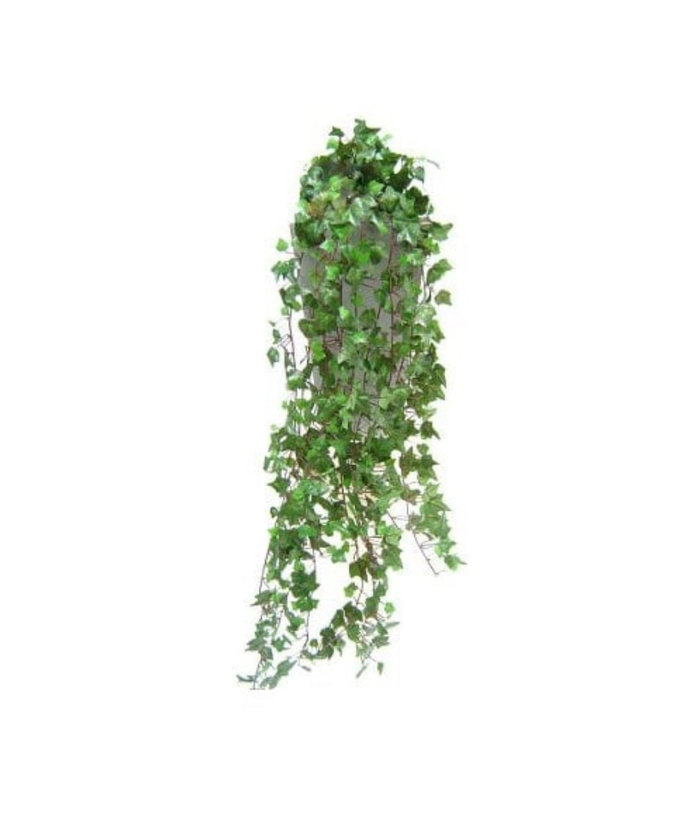 Grønn Eføy hengeplante