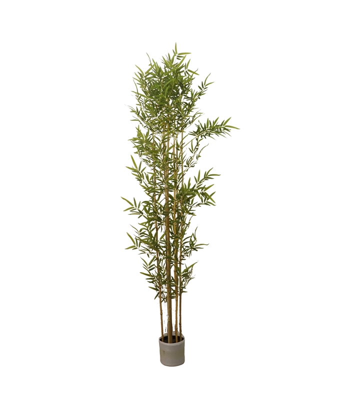 Bambus, 200cm m/potte