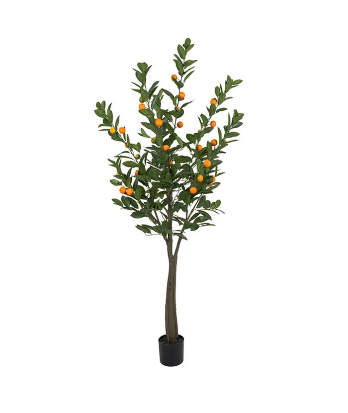 Citrustre, 180 cm