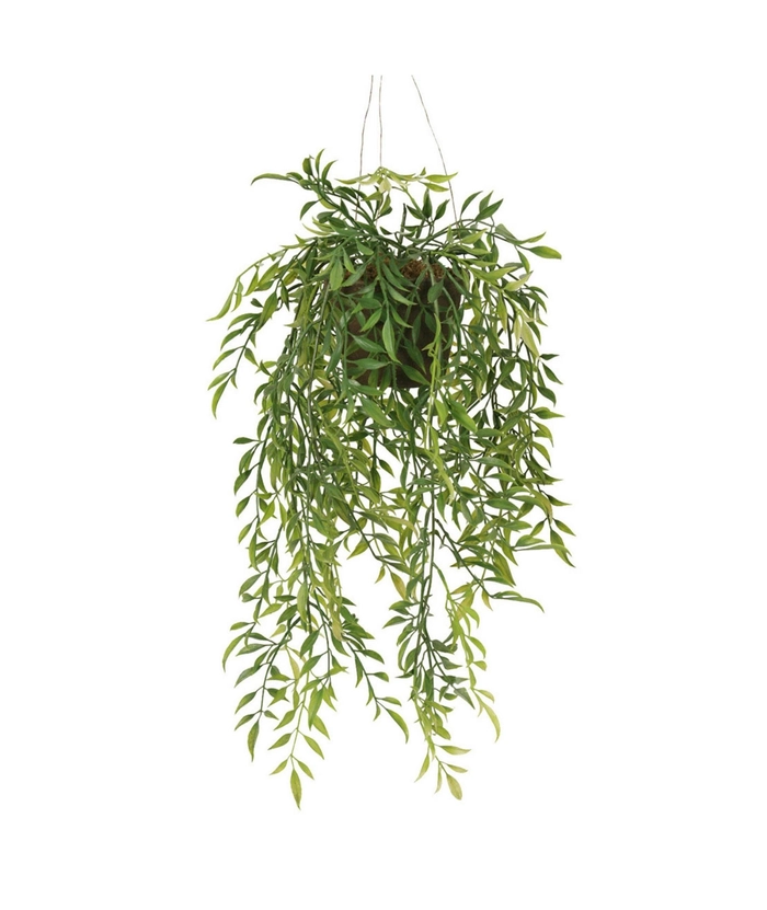Hoya, 47 cm