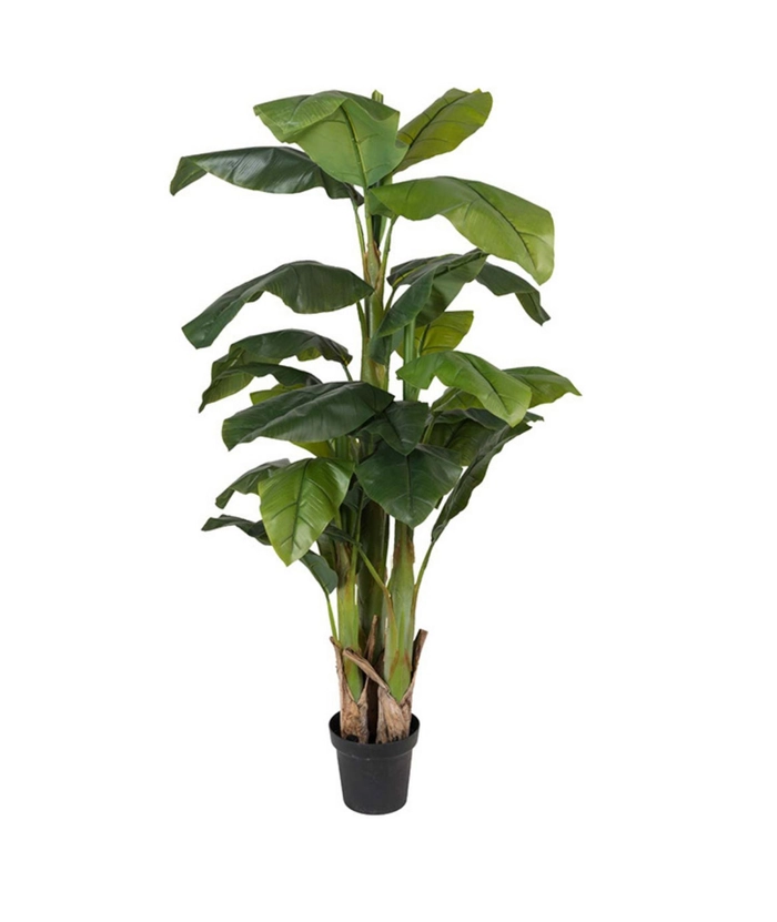 Banan tre, 240 cm