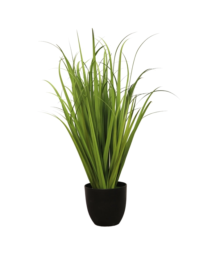 Gress, 80cm m/sort potte