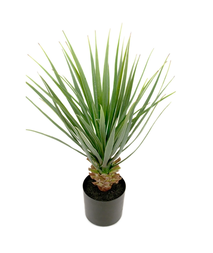 Yucca, 58 cm